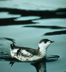 MarbledMurrelet