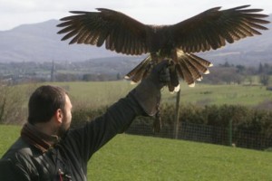 falconry-300x200